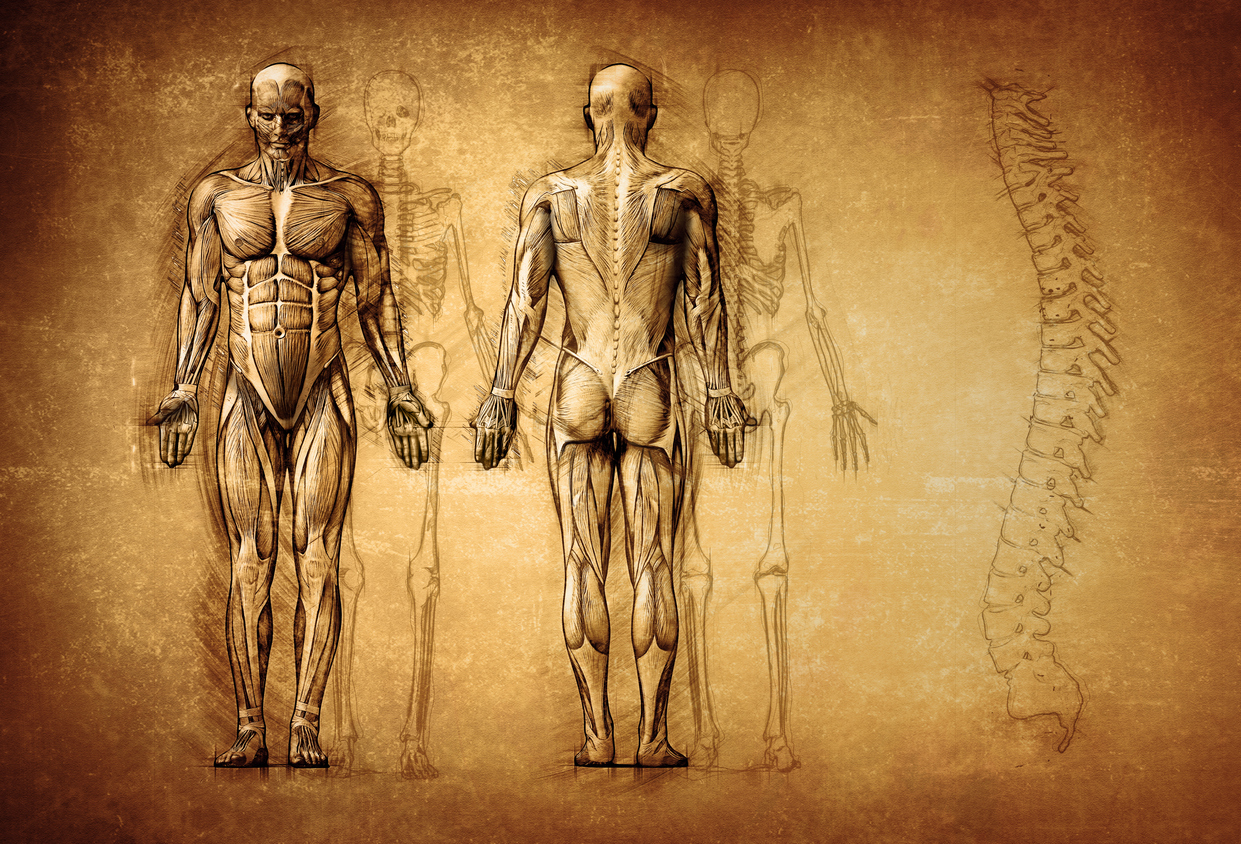 human anatomy drawing, old, canvas